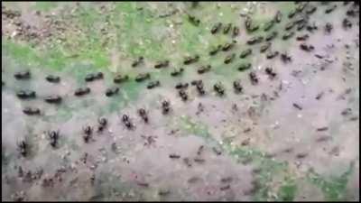 🔥 A termite track (top) and an ant track (bottom), each protected by its column of soldiers who face each other without attacking.
