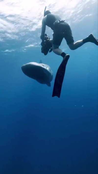 Sperm whale clicks are almost as loud as the Saturn V space rocket (204 decibels and 200 decibels). It is the loudest animal on earth, can reach lengths of more than 16 meters and weigh 40 tonnes. They also have the largest brain of any animal on earth