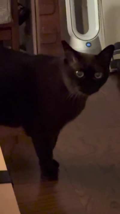 Hollering at cat dad