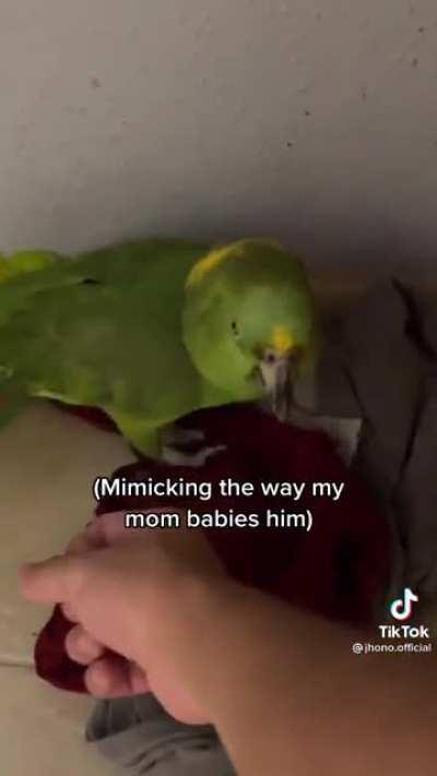 The funniest bird I ever saw!