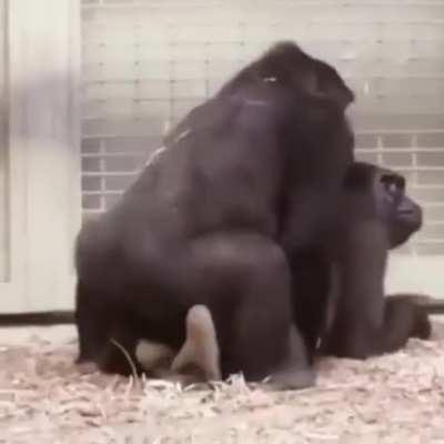 Gorilla