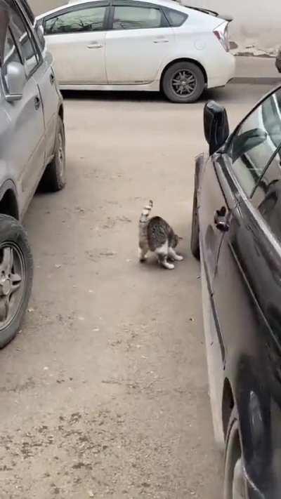 this kitty has some serious wrestling skills! 👊🐱