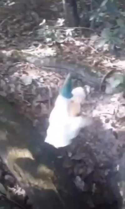 Life of a Yuletide Elf