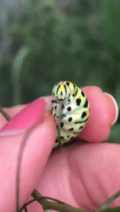 🔥 hungry caterpillar