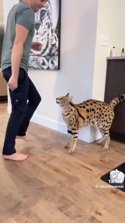 If you have to declaw an animal because you’re afraid it might murder you, don’t bring it in to your house as a pet 🤦🏾