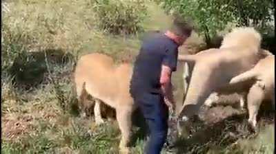 Man greeted by pride of lions that he raised when they were young