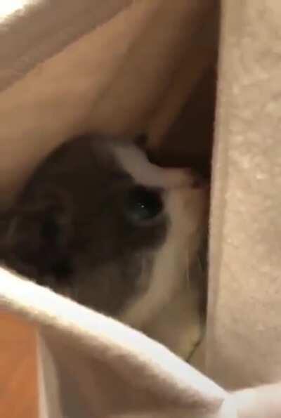 Pocketful of Sunshine