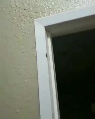 entomofobia (fobia a los bichos) despues de ver jojos