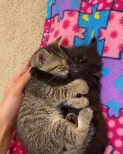 Smol Cuddles