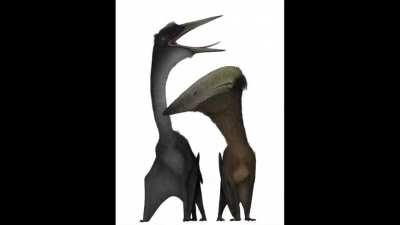 Reject porn, embrace pterosaur