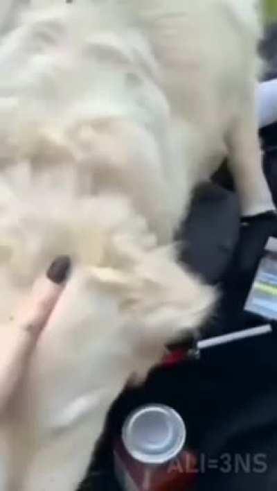 Guys, the cheese, go get it!