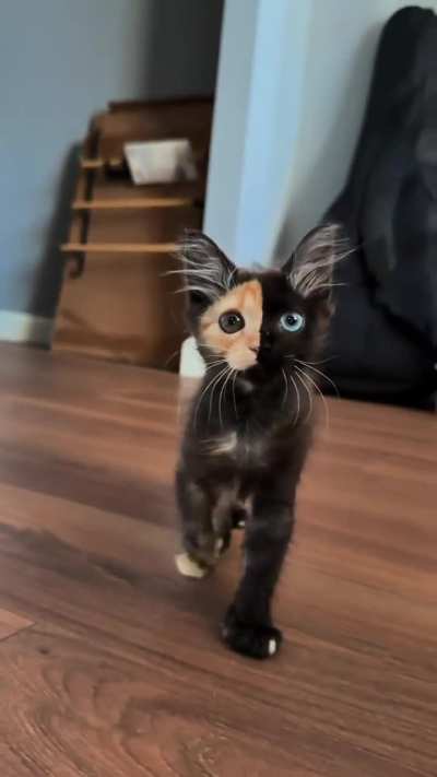 the way this cat looks