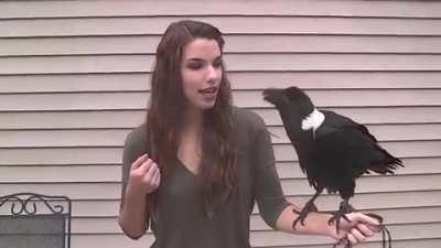 Fun fact: did you know ravens can mimic human speech? Here's an educational video in honor of Ravens week!