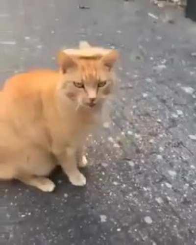 What in cat-hair-hat tarnation?