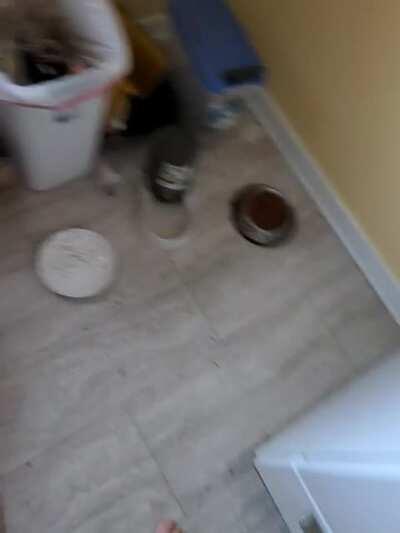 This is my cat Pippin, the smallest, loudest cat I've ever met.