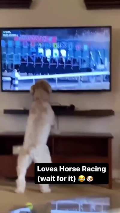 This Dog Is So Eager To Be Part Of The Race