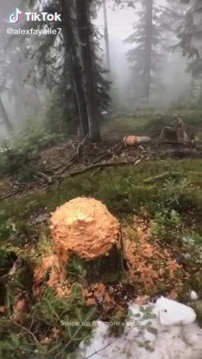 My tree people need me