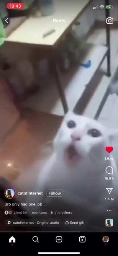 The cat only had 1 jobððð