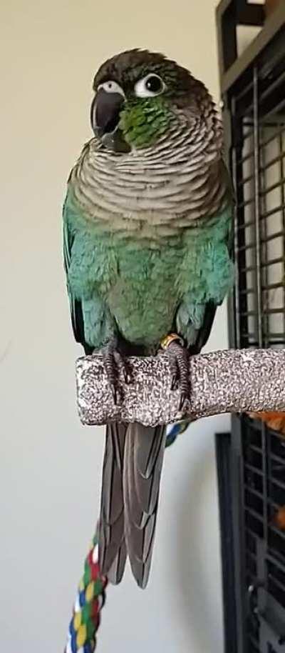 Pico combining his new phrase 