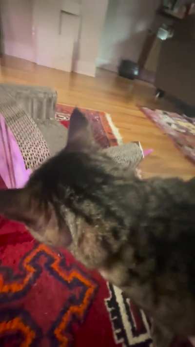 While my coffee brews, Piper gets her bongos. This is the routine every morning.