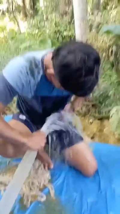 WCGW playing with cow's intestines