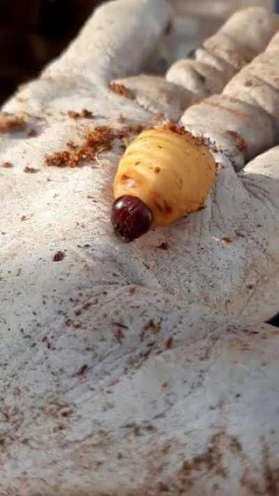 A tree in my mums garden died, turns out it was infested with Red Palm Weevils. This is one of their many, many children.