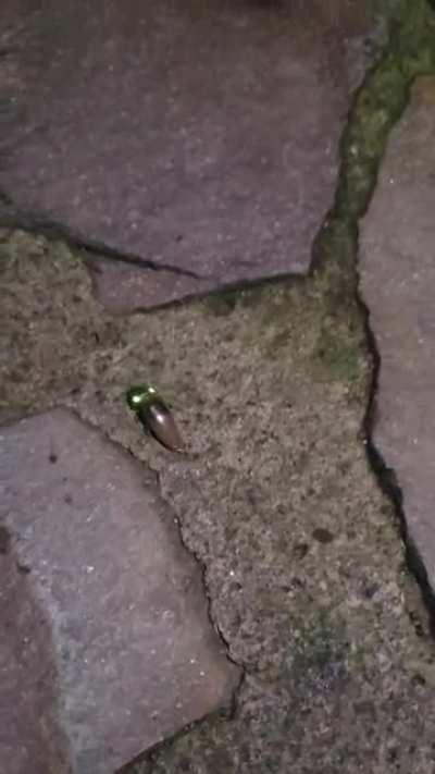 Costa Rica. night walk. this little guy