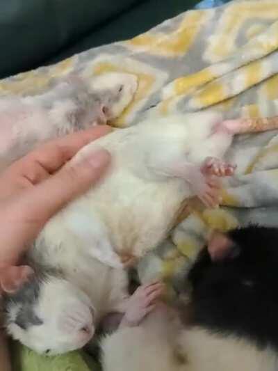 Sirius was OUT for the count, until he wasn't