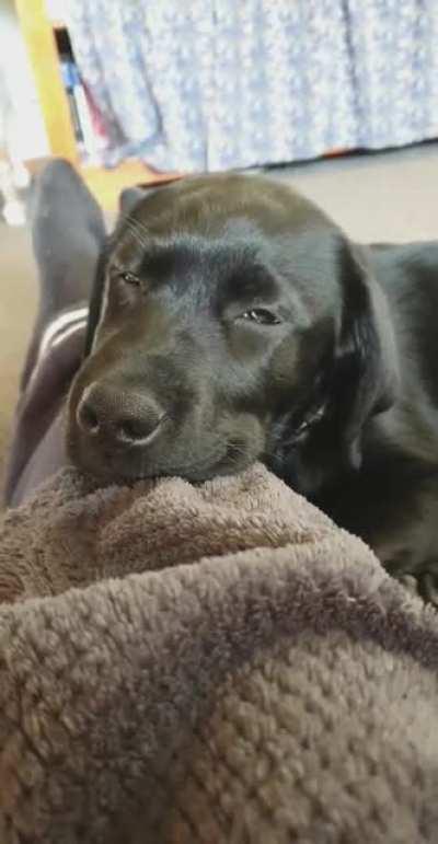 Three month old Luna ❤️