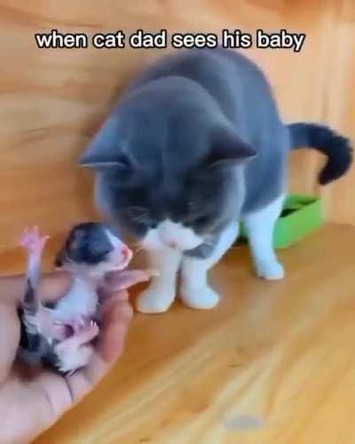 Cat dad sees his kitten for the first time