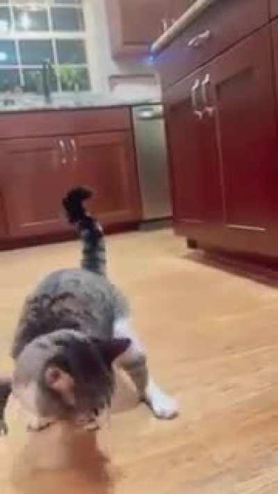 The mighty T-Rex cat