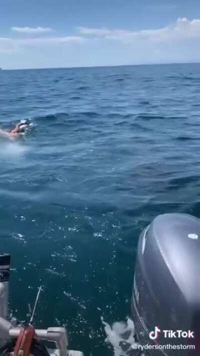 Just when you think you’re going for a quick swim... Great White Shark