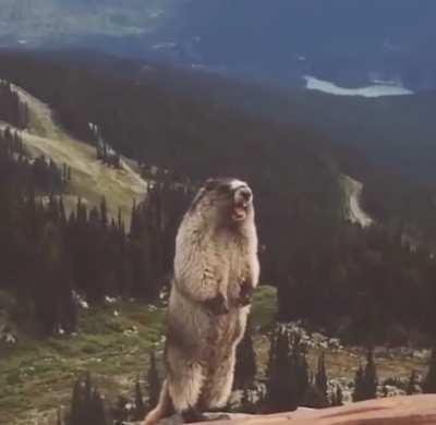 blursed_marmot