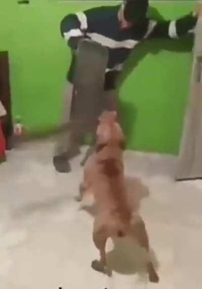 Aguas con los perros con machete.