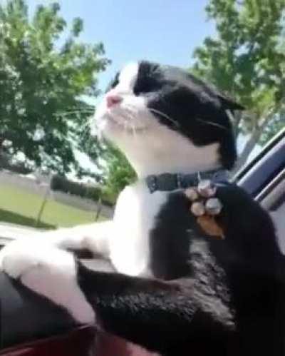 Cat loving a car ride