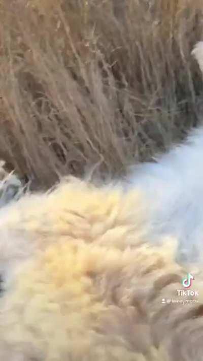 Drop everything and let it GOAT for 1 minute at our farm sanctuary!