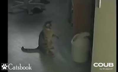 Cat found an interesting hobby 😂