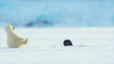 Polar bear cub confused seeing seal for the first