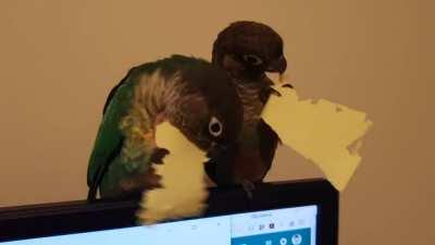 How to distract my helpers.