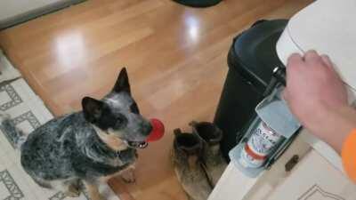 Dog has a glitch when he sees the can crusher in action