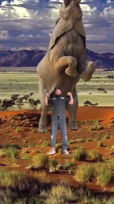 Elephant Grylls