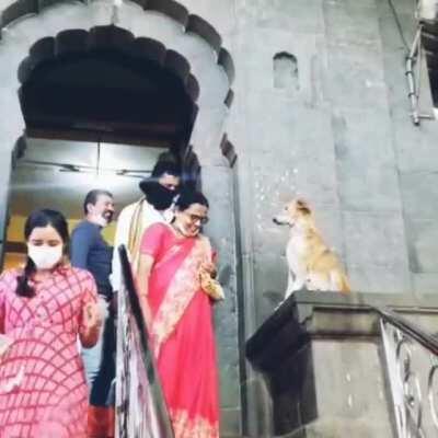 Doggo of divine blessing