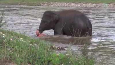 Baby elephant thought man was drowning and rushed to save him
