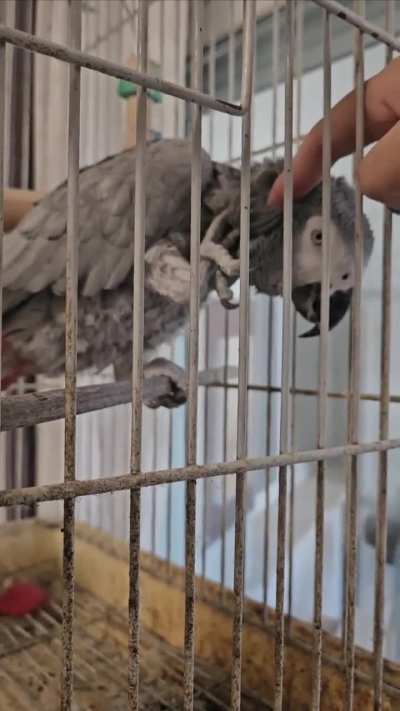 Help caring for an abandoned African gray!