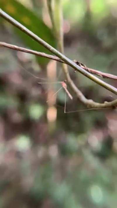 Malagasy Leptopholcus doin a little dance!