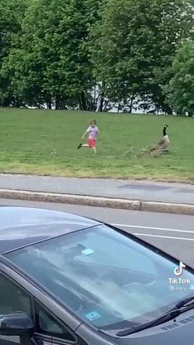 Letting the kid sprint around after baby goose