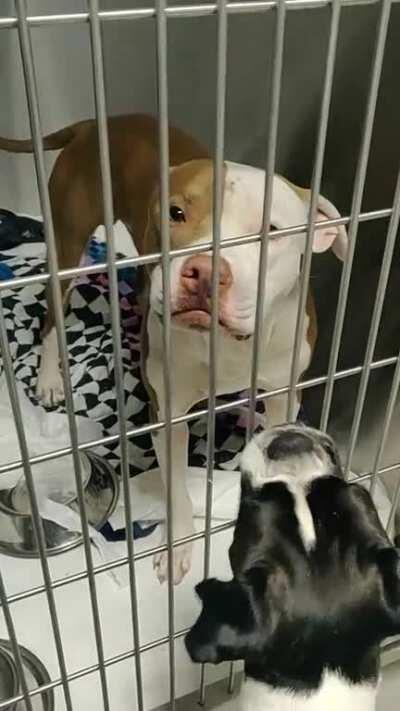 I love Pitbull yelps 😂 This dog is waiting for his forever home!