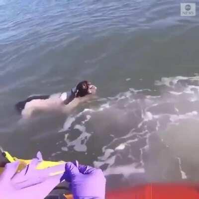 Cutting costs due brexit, british lifeguards outsource work to shelter dogs