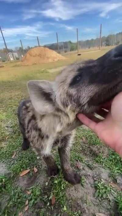 Posting Yeens evey day until I get to pet one Day 611 so cuddly and affectionate