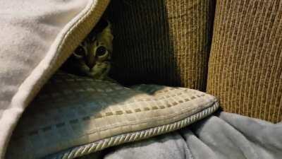 Attack! RETREAT!!! 😼